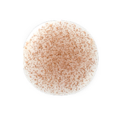 LIZDA NEW Zero Fit Cover Capsule Foundation 35g (3 Options)